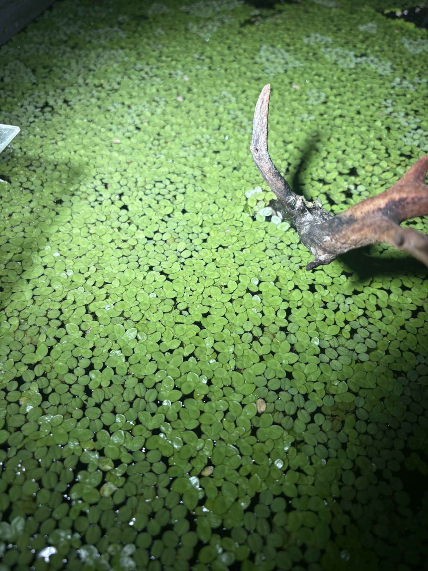 Giant Duckweed And Salvinia
