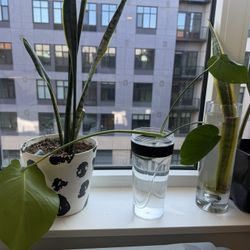 Fresh Monstera Deliciosa clipping