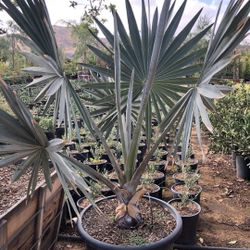 Bismarckia Palm Tree