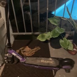 Electric Scooter 