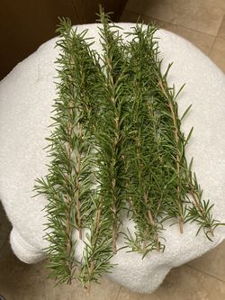 Fresh Rosemary Clippings - Trade For Clippings Or Seeds