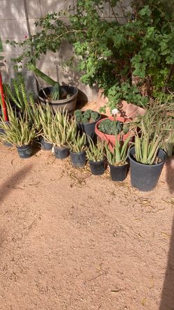 Aloe Vera plant