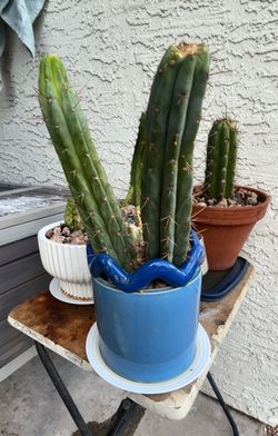 Cactus