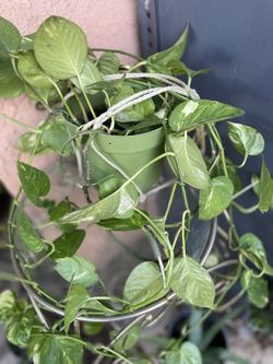 HERMOSAS PLANTAS NATURALES “GOLDEN POTHOS PLANT 