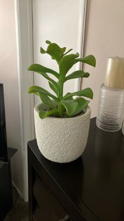 Crate & Barrel Faux Plant