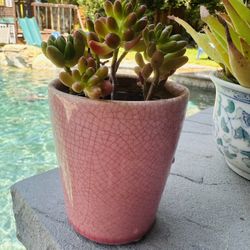 Small Pink Pot With Succulents 