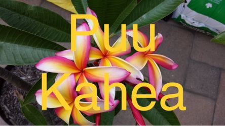 5 gallon Puu Kahea Plumeria