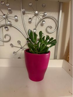 Plant