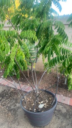 Curry leaf plant