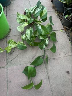 Pothos