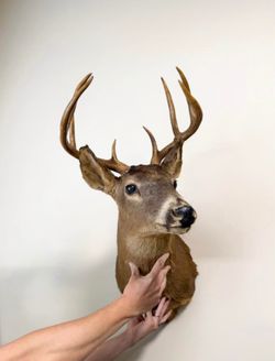 Whitetail Deer Shoulder Mount Taxidermy - Nice 8 Point Buck Wall Mount