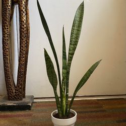 Indoor Mother-in-Law Or Snake Plant