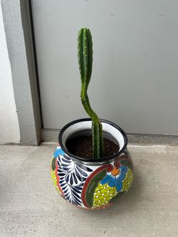 Funky cactus