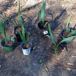 Cold Hardy Sabal Minor Palm  Trees (pls Read Description Below)