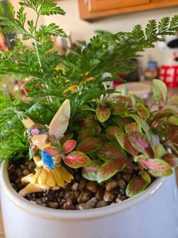 Indoor Fairy Garden