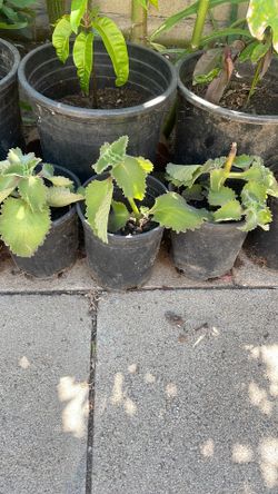 Oregano orejon / oregano cubano