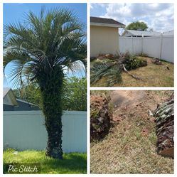 Tree Work