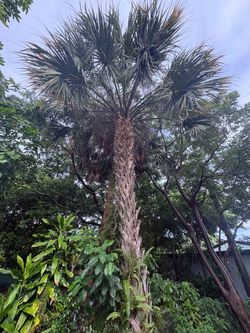 FREE Mature Sabal Palmetto Palm Tree - YOU DIG / YOU HAUL - Hollywood 33020