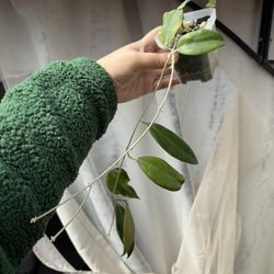 Hoya Cutis Porcelana - 3.5” Pot - Rooted In Pon
