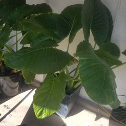 Elegant Plant