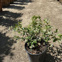 Star Jasmine Bush