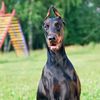 Doberman