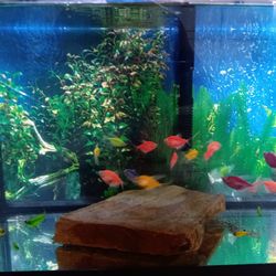 Fish Tank 
