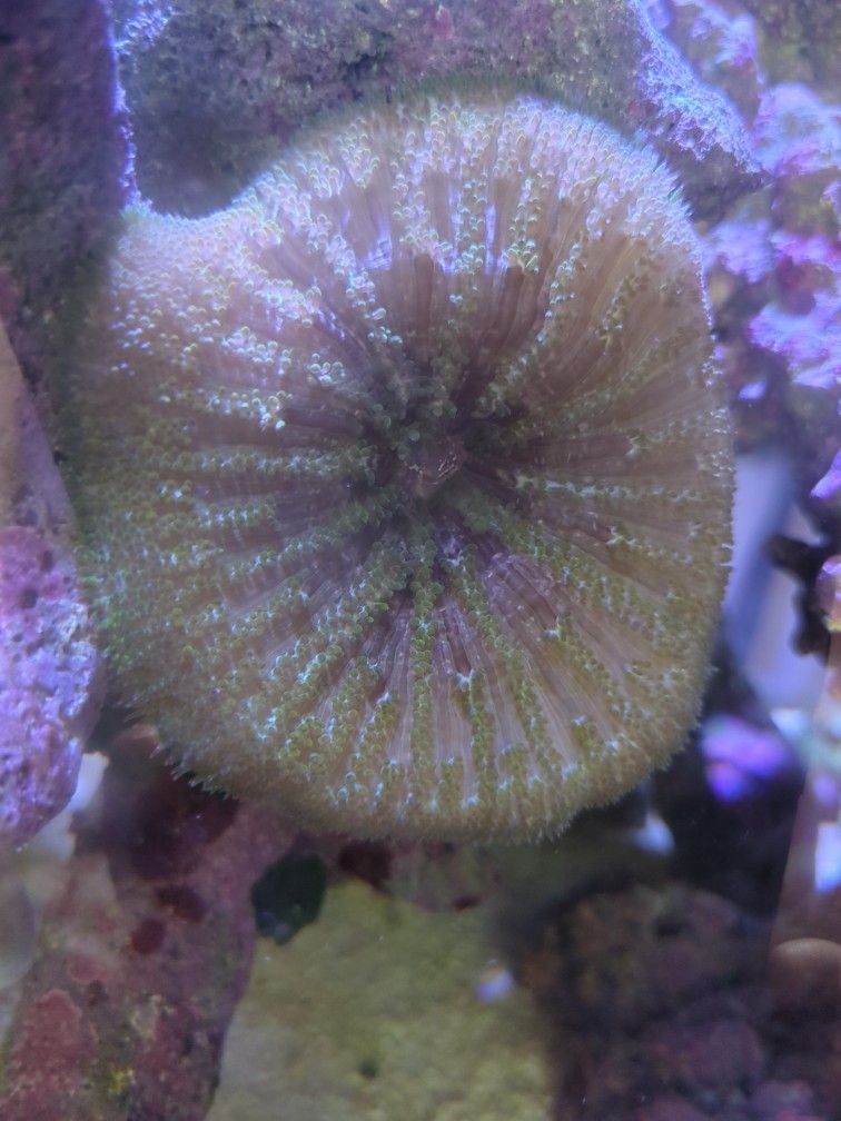 Aquarium Decor