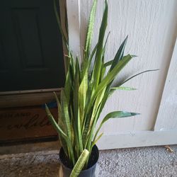 Sansaveria Zeylanica 