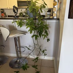 Long plant
