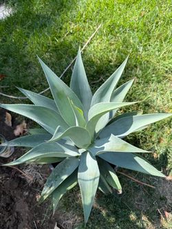Small Agave Plants