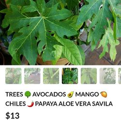 Avocados 🥑 Plants Papayas Chiles  🌶 Jalapeños Serrano 