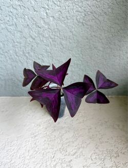 Oxalis plant