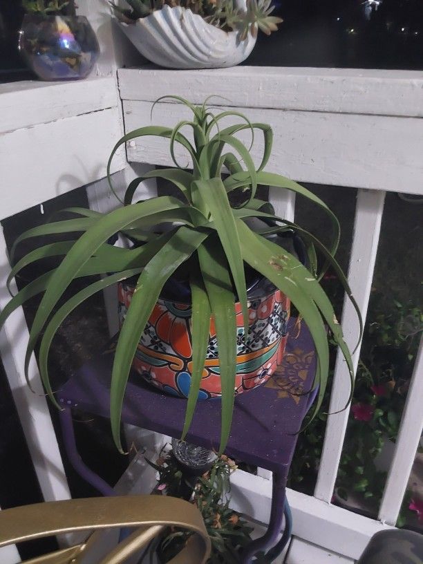 Plant In Talavera Pot