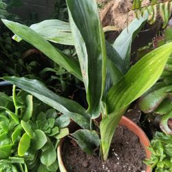 Planta