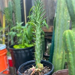 Cactus 