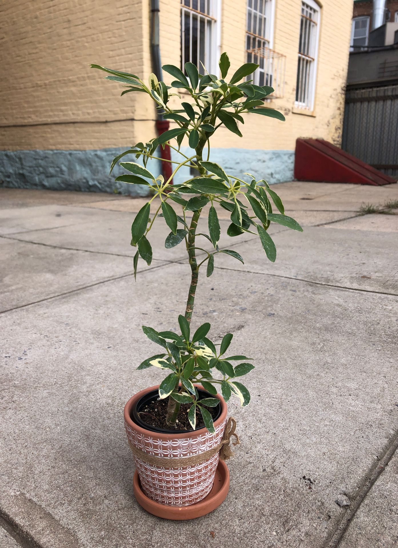 Umbrella plant with terra-cotta pot