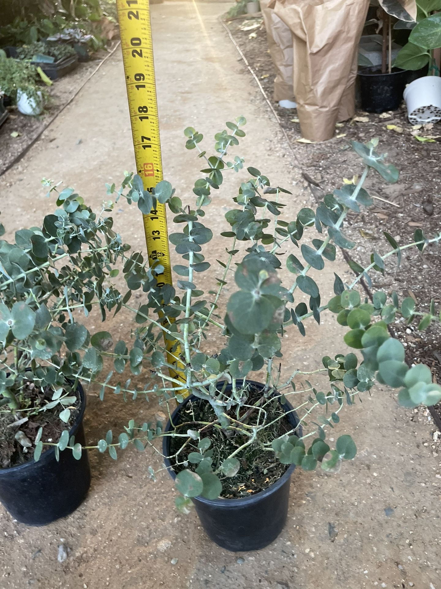 (one gallon pot) Fresh And Fragrant Baby Blue Eucalyptus, Live Plant, Sale$27each zip95820