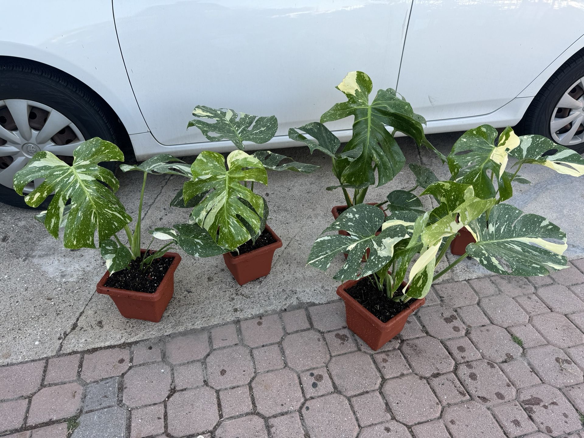 monstera standleyana variegated Monstera Standleyana Yellow Variegated