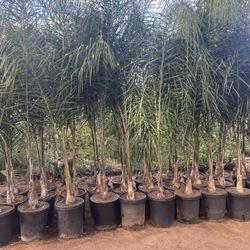 Queen Palm Trees- 15 Gallon Size- Approximately 6-8 Feet Tall 
