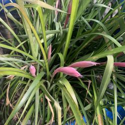 Plants In 5 Gallon Container $20 Each.