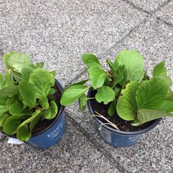 Plants / Flowers - $10 For All 7 Plants