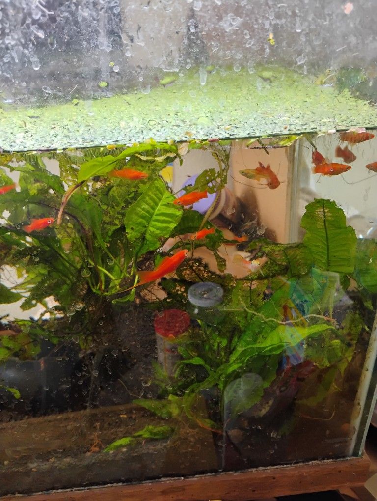 Fish Tank