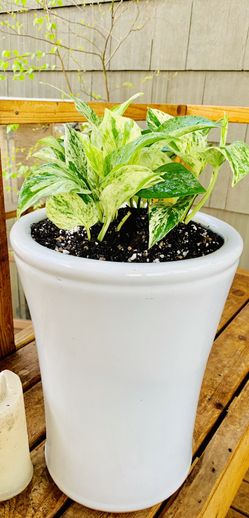 Live Indoor Queen Marble Pothos plant in a ceramic planter flower pot—firm price