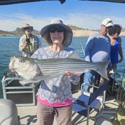 Licensed/Guided Striper Bass Fishing At Lake Pleasant On A Pontoon Boat 