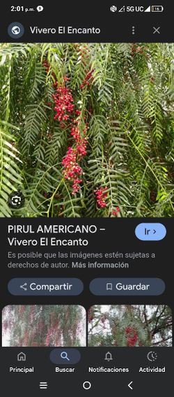 arboles del cepiyo 20 galones grandes  