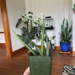 Sansevieria Cylindrica Snake Plant House Plant 