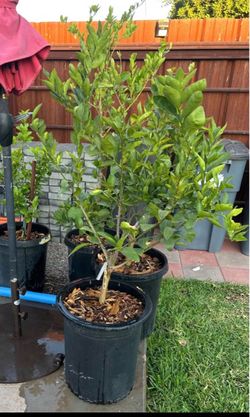 Mature seedless lime and Naval orange and lemon trees in 15 gallon pots.