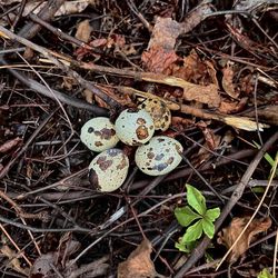 Quail Eggs 