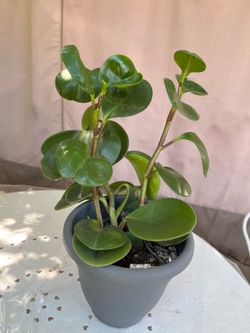 Suculenta verde.